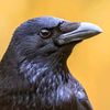 corvid_9