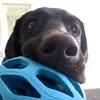 wibbensforwaptors