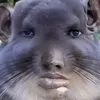sxmsmi