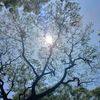 clover_march