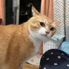 samruai48