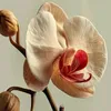 orchida557