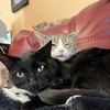 lilly_cat_2020