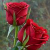 muhammad19muhammad9