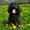 baloo_the_labradoodle