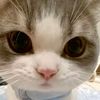rowanmustafa8