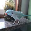 genxparrotsndogs