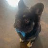 banks_thefluffyfrenchie