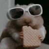 leo_2a_