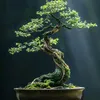 caoky010185