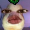 liah_636