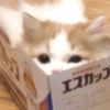 naaluv_kou