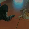graziaaaaaaaaaaa_