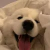 yhhhhhfhjvc