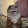 fgbsdhhj