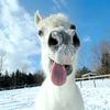 whitehorseking