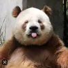 minhlangan19xx