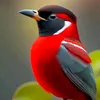 quytran1231985
