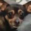 andruamongus1