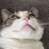 botanicalcat0
