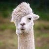 stockllamma