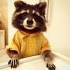 imraccoonz