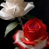 user76buczznrk