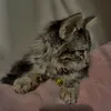 catalayaducati