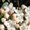 ninfadelasflores