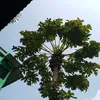 monna226janumahi