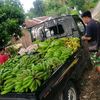 pisang.nusantara.07