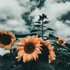 dawn_if