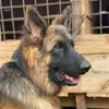 dogyardkennels