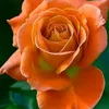 nariman__1236