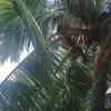 khuynh.nguyen0210