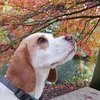 molly_lolly_thebeagle