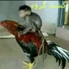 userrfmfjoqpip