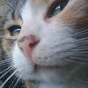 felino_cinefilo