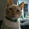 gabiscstr