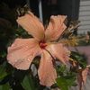 airabella073151