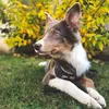 saikubordercollie