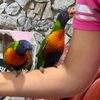 birds_foryou