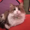 teoteoriasfanfics