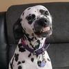 ladybugthedalmatian