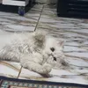mo_gt4