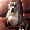 bellarose_americanbully