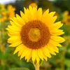liversun