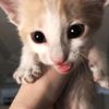 al_shammeri_52