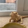 lennyandbertthedragon21