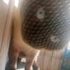 leshka5242